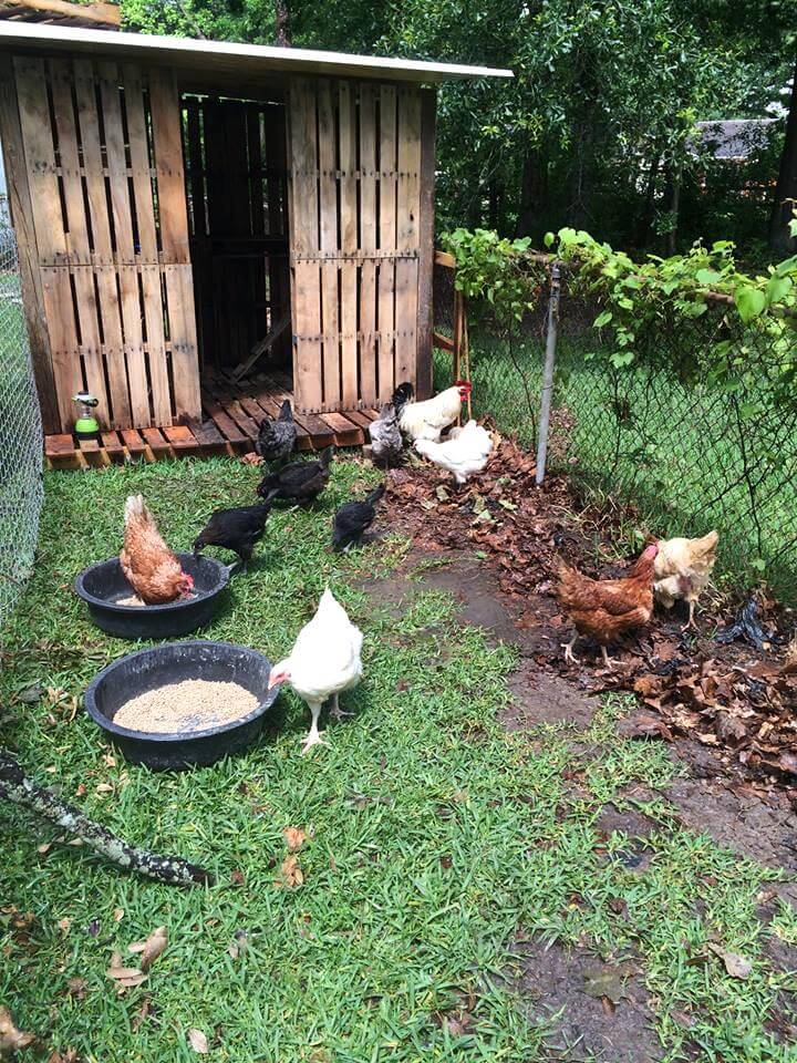 Recycled pallet chicken coop