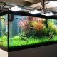 Top Tips For Maintaining Aquariums In Your Home The Right Way
