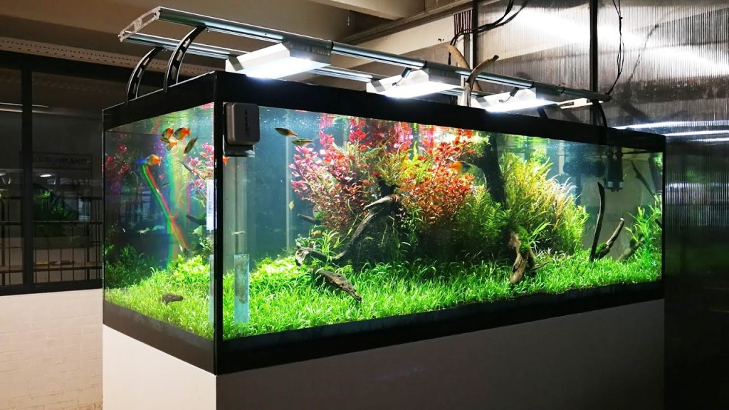 Top Tips For Maintaining Aquariums In Your Home The Right Way